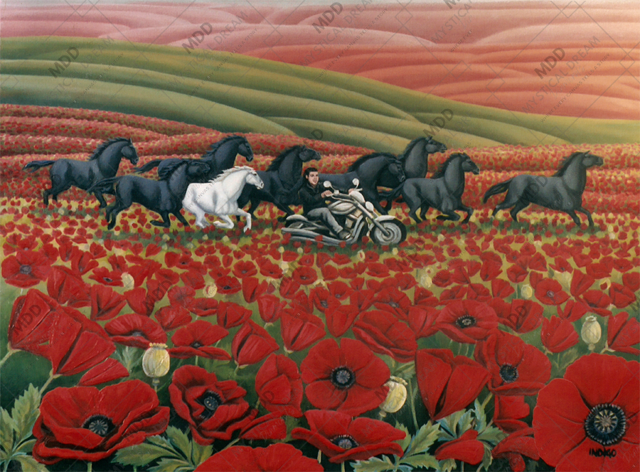 Poppy Fields by Kim Hunter