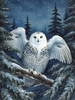 The Magical Owl Is Near by Laura Peres