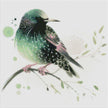The Starling by Cocomarshmallow Art
