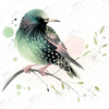 The Starling by Cocomarshmallow Art